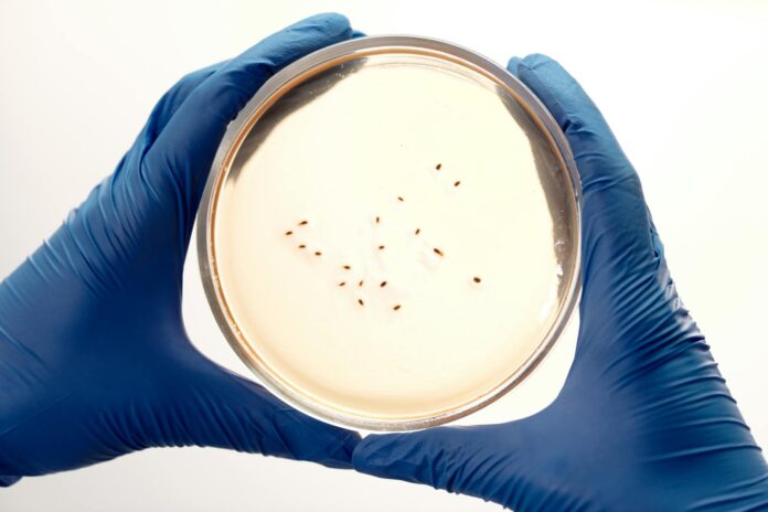 tłumaczenia dla branży life sciences - ilustracja artykulu